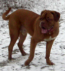 Мара